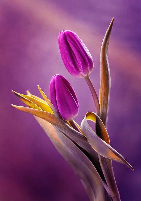 Purple+Tulips-18866…