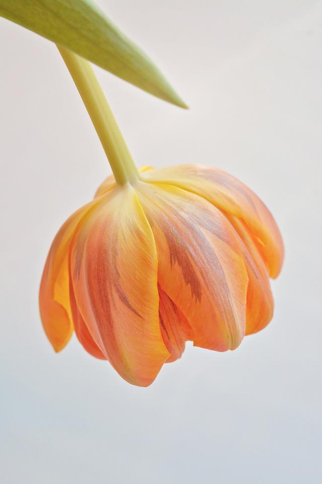 tulip-1307977_1280.…